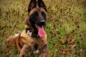 Opis belgijskog shephera Opis belgijskog shephera